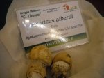 amanita albertii